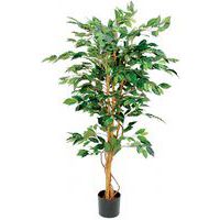 Ficus benjamina 150 cm - Vepabins