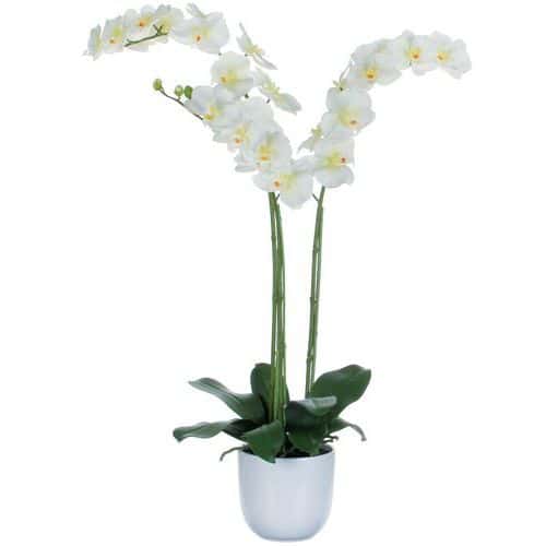 Phalaenopsis orchid 100 cm - Vepabins